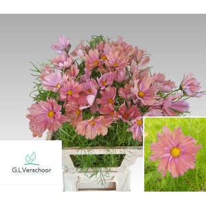 Cosmos Salmon