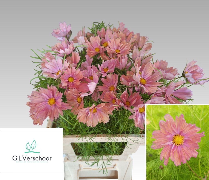 <h4>Cosmos Salmon</h4>