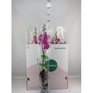 Phalaenopsis   ...mix