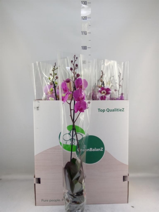 <h4>Phalaenopsis   ...mix</h4>