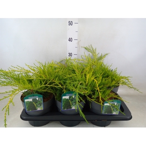 Juniperus pfitz. 'Old Gold'
