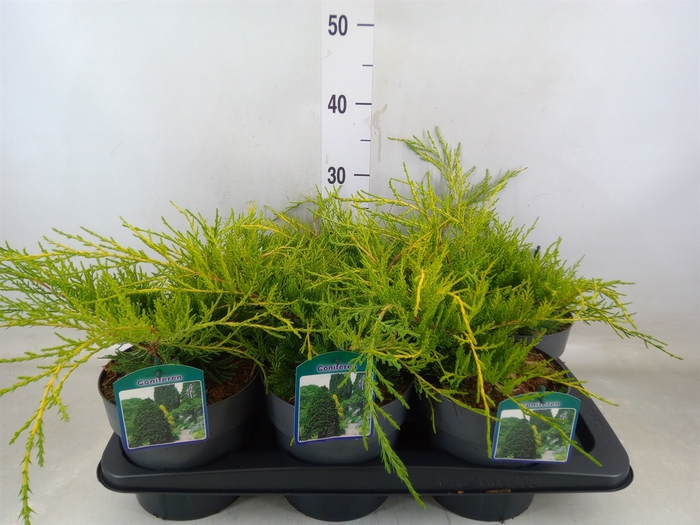 <h4>Juniperus pfitz. 'Old Gold'</h4>