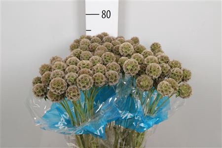 <h4>Scabiosa Stellata Zd</h4>