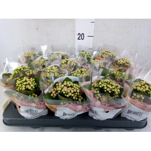 Kalanchoe blos. 'RosDon Alano'