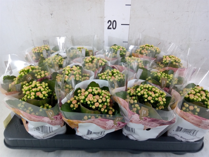 <h4>Kalanchoe blos. 'RosDon Alano'</h4>