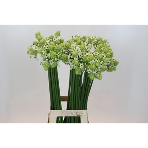 Ornithogalum Saundersiae