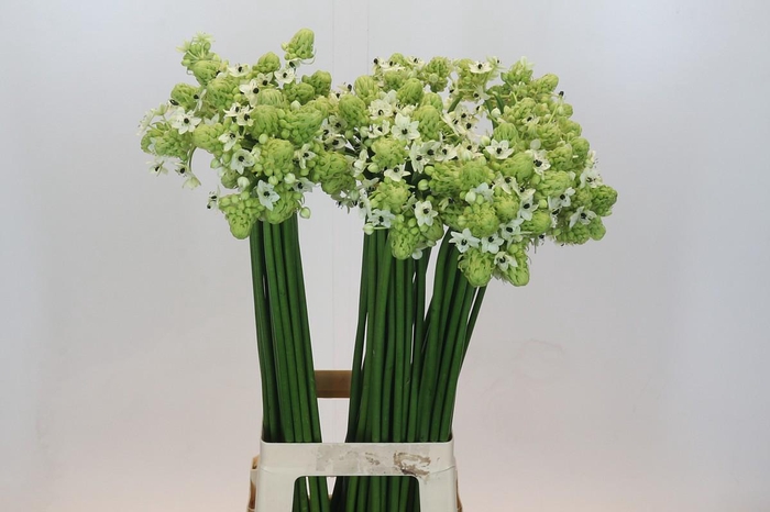 <h4>Ornithogalum Saundersiae</h4>