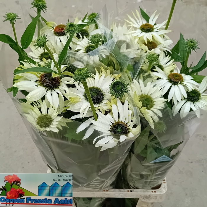 <h4>ECHI PURPUREA</h4>