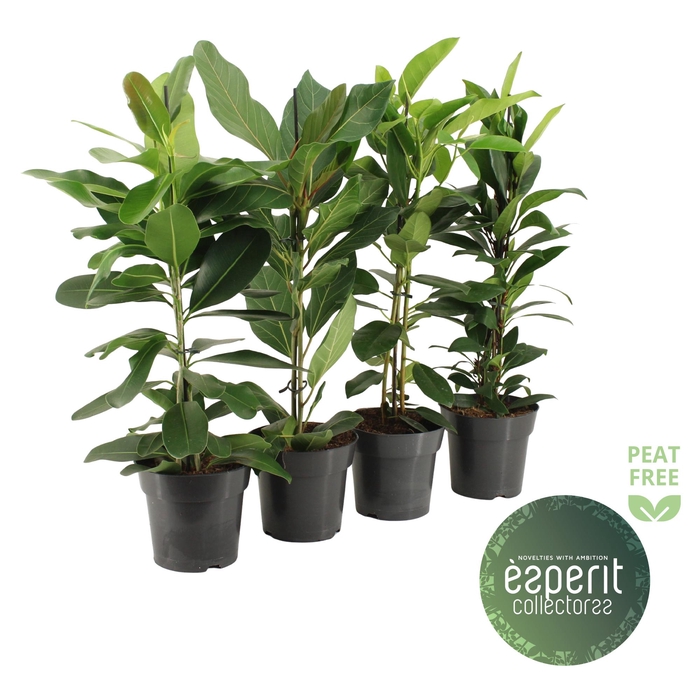 <h4>Ficus Collectorss Mix 2-3 srt.</h4>