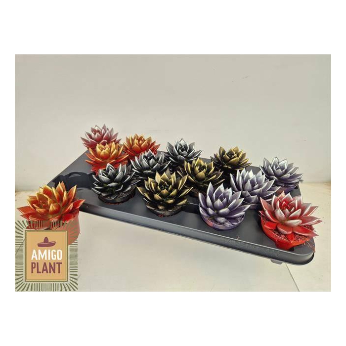 <h4>ECHEV MIRANDA</h4>