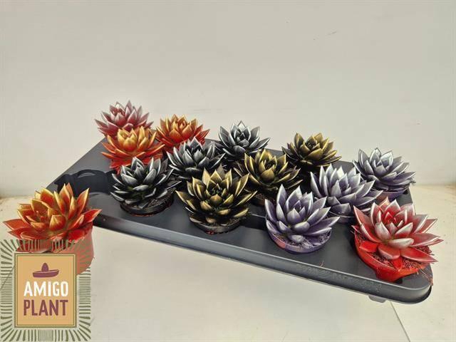 <h4>ECHEV MIRANDA</h4>