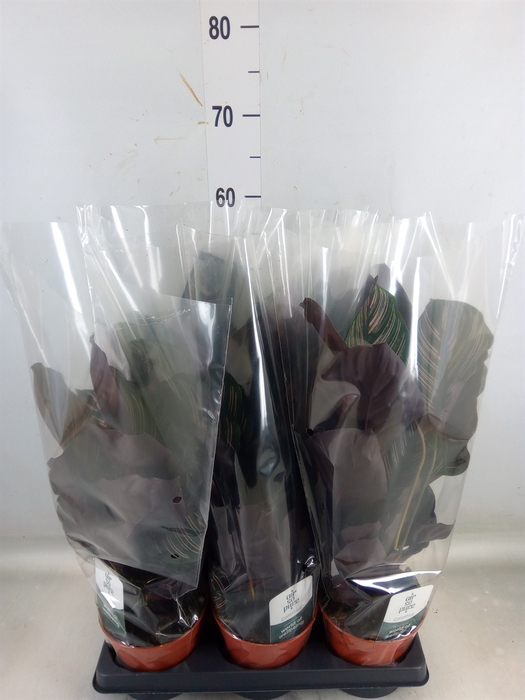 <h4>Calathea sanderiana</h4>