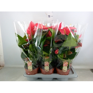 Anthurium andr. 'California'