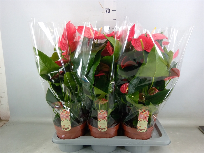 <h4>Anthurium andr. 'California'</h4>