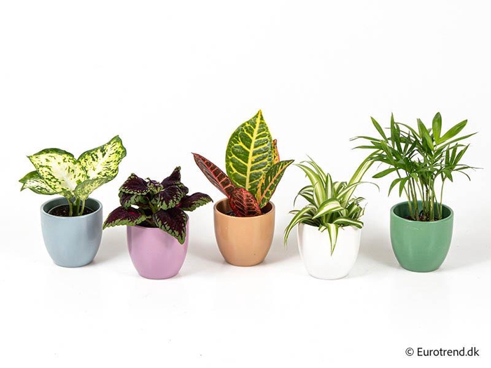 E 3054 with Green mix P6