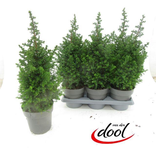 <h4>CHAM THY TOP POINT P15</h4>