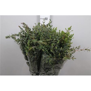 Euca Parvifolia Per Bunch 200 Gram