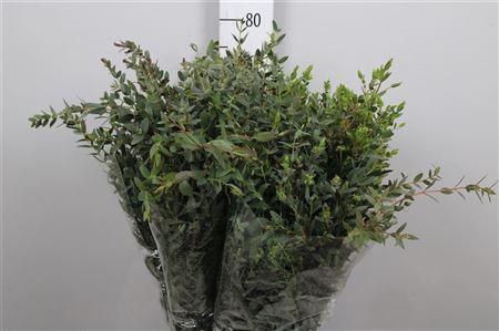 Euca Parvifolia Per Bunch 200 Gram