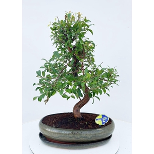 Eugenia uniflora, 43cm., shape, with drip tray