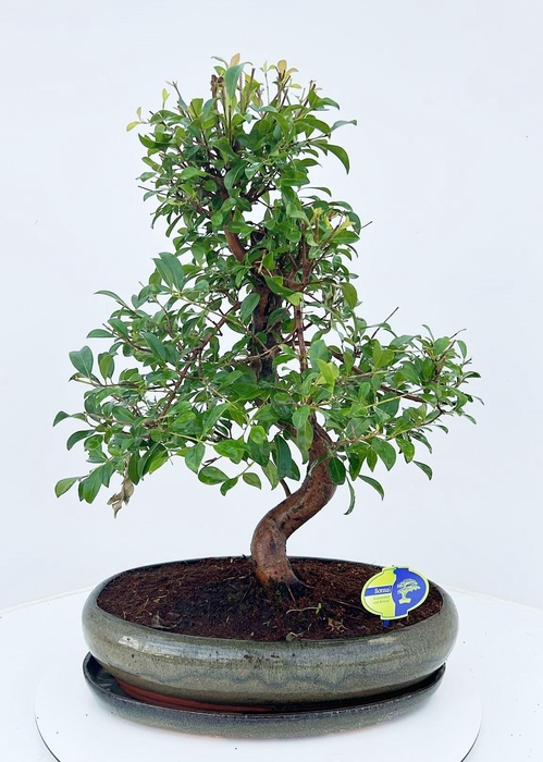 <h4>Eugenia uniflora, 43cm., shape, with drip tray</h4>