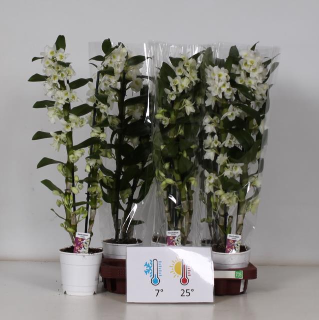 Dendrobium Nobile Apollon 12Ø 60cm 2st 20fl