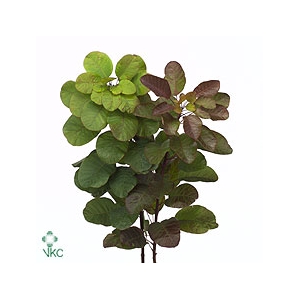 Cotinus Pruik