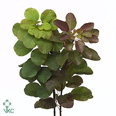 <h4>Cotinus Coggygria</h4>