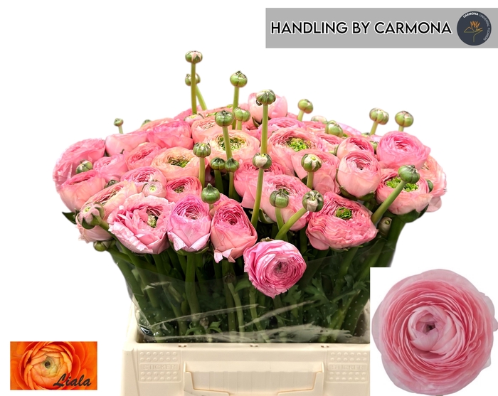 <h4>RAN SU NUANCE</h4>