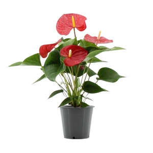 Anthurium 12 cm Everio in transparant sleeve