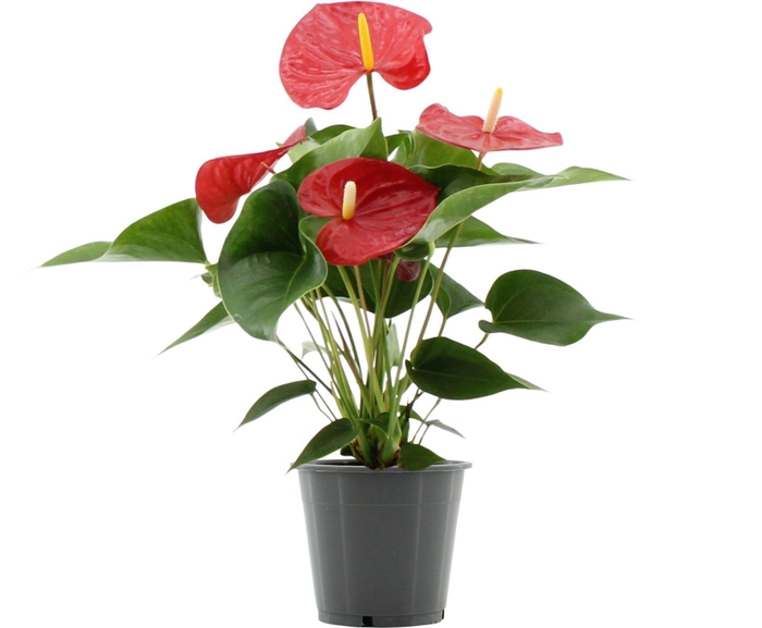 <h4>Anthurium 12 cm Everio in transparant sleeve</h4>