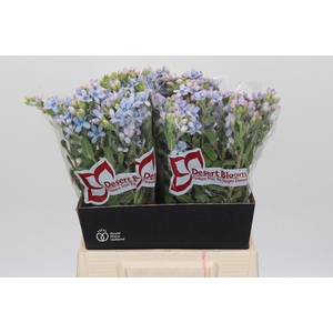 Oxypetalum Tweedia Blue