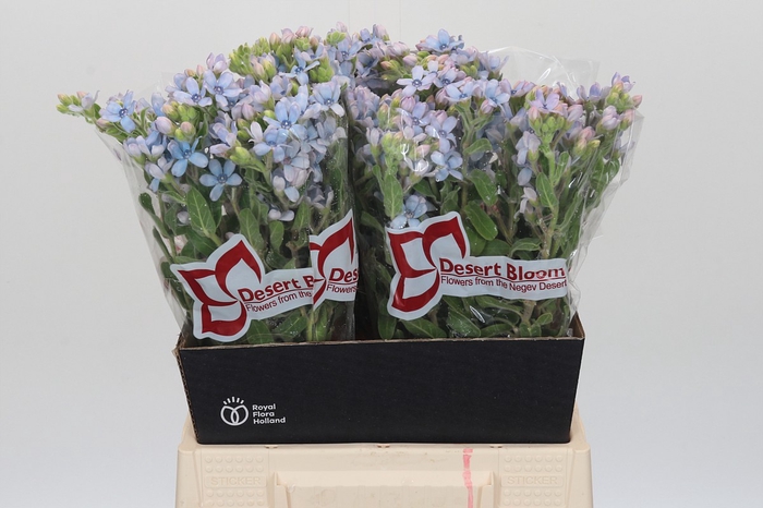 <h4>Oxypetalum Tweedia Blue</h4>