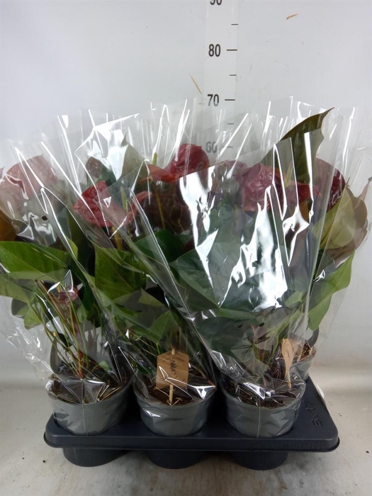 <h4>Anthurium andr. 'FC Tranquil'</h4>