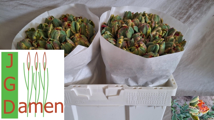 TU DU SECRET PRINCES