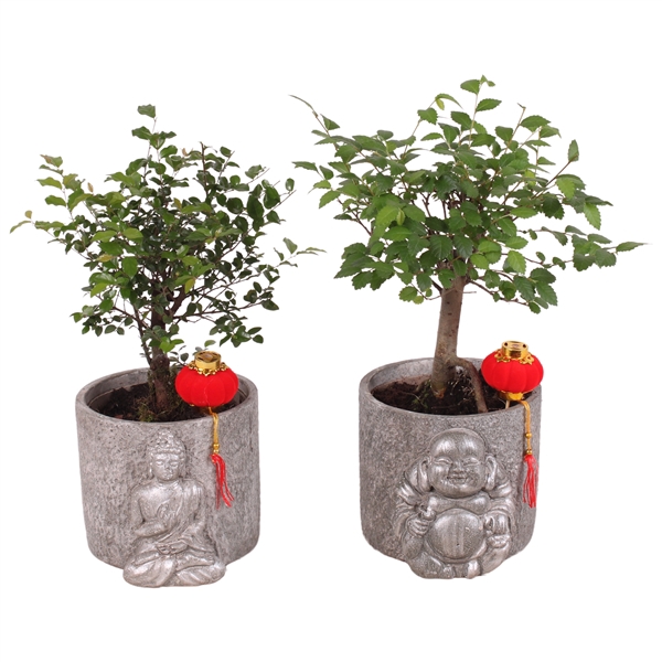 <h4>Bonsai Mix Ball-Shape in ø15cm Concrete Silver Buddha ø 15cm</h4>