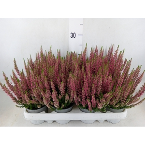 Calluna vulg. 'Beauty L Siska'