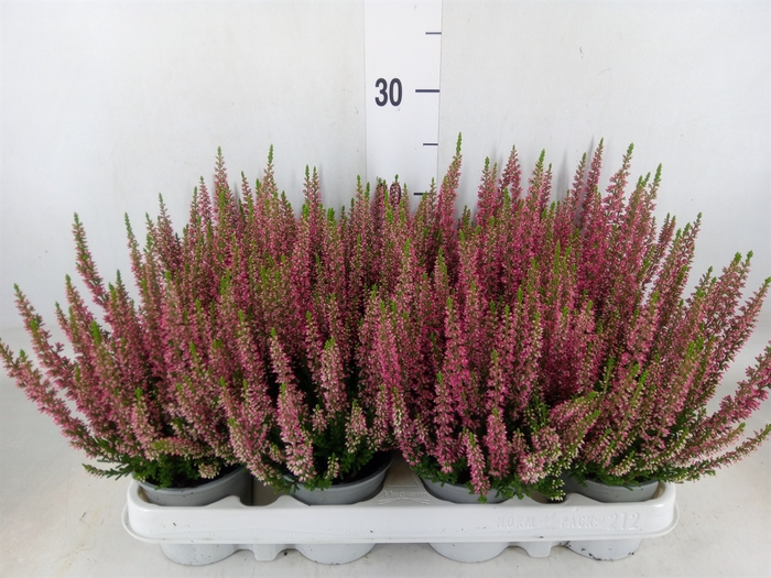 <h4>Calluna vulg. 'Beauty L Siska'</h4>
