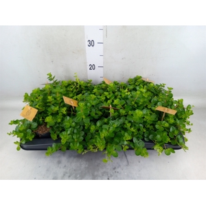 Peperomia rotundifolia