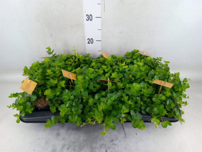 <h4>Peperomia rotundifolia</h4>