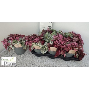 Hypoestes phyl. gemengd