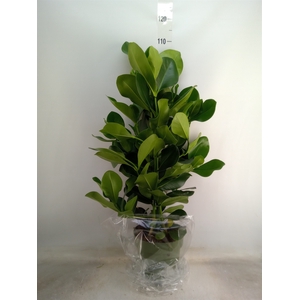 Clusia rosea
