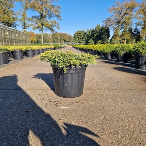 Juniperus comm. 'Goldschatz' C8