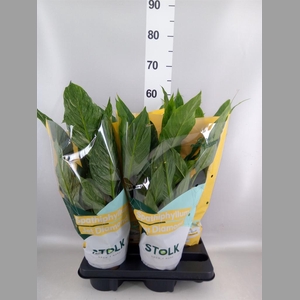 Spathiphyllum  'Diamond'