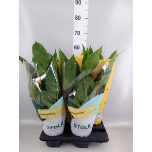 Spathiphyllum  'Diamond'
