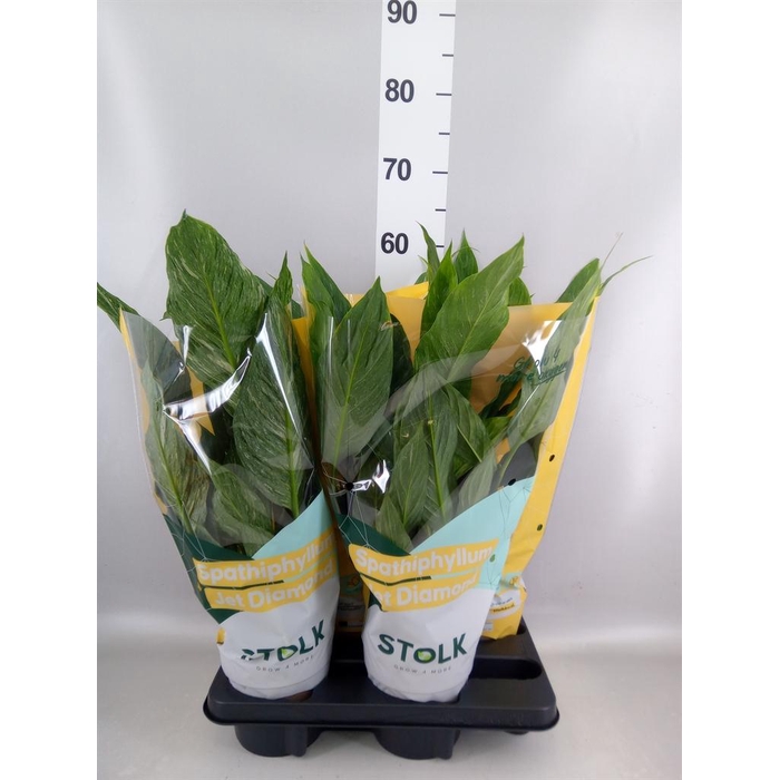 <h4>Spathiphyllum  'Diamond'</h4>