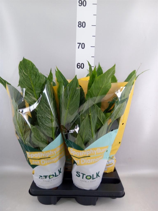 Spathiphyllum  'Diamond'