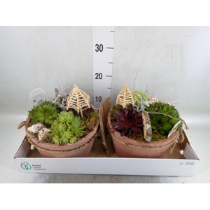 Arr.  Sempervivum L%