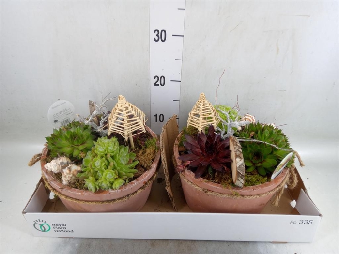 <h4>Arr.  Sempervivum L%</h4>