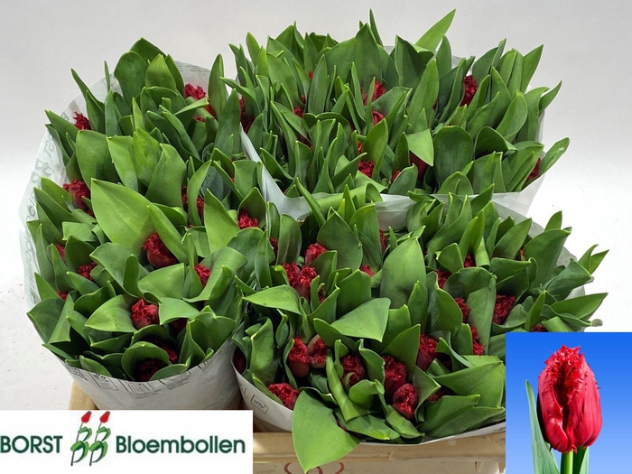 <h4>TU FR INDIANA</h4>