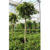Ficus Amstel King